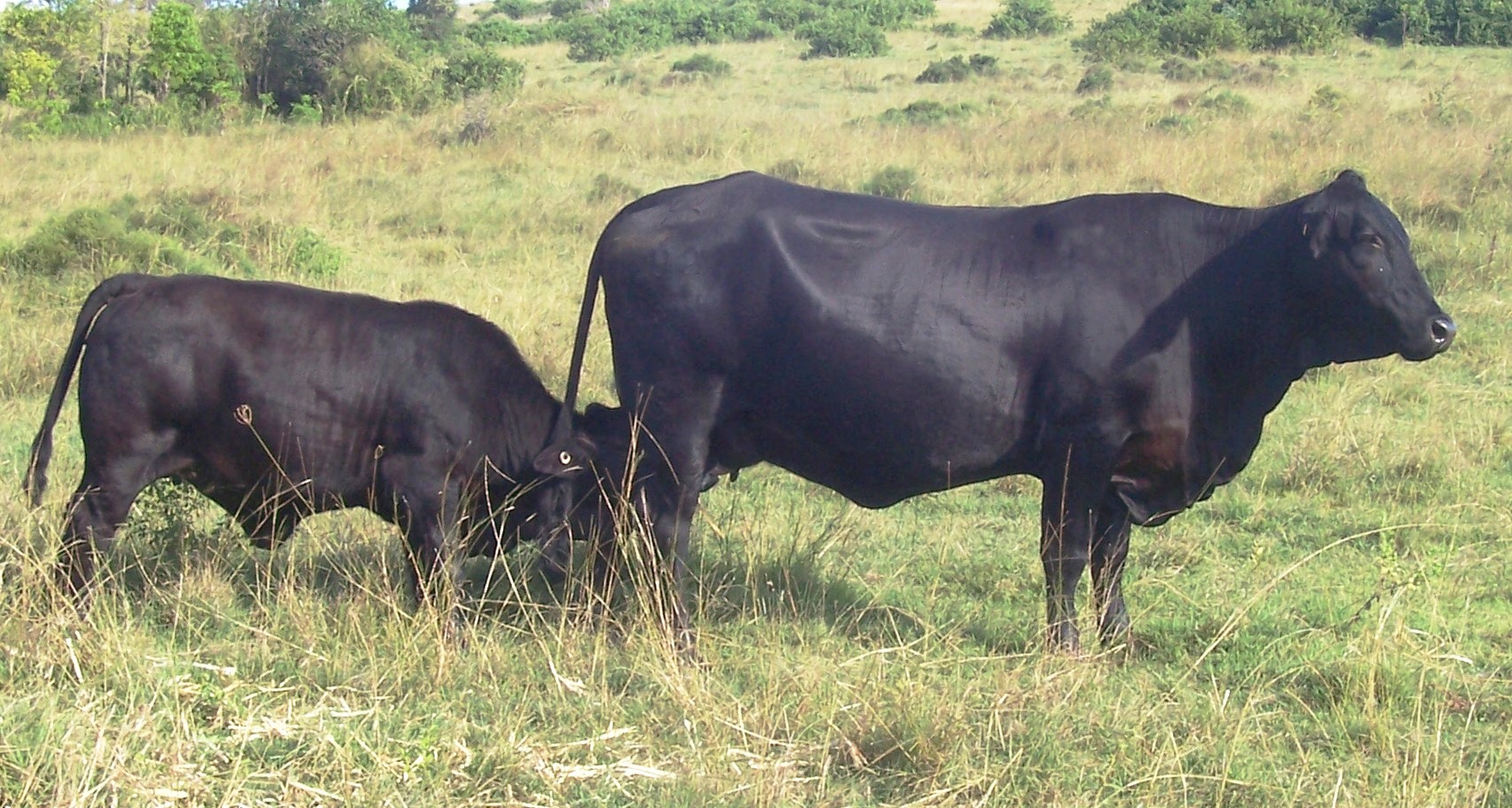 Elara Dixie and calf